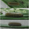 melit didyma larva2 volg